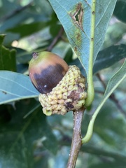 Callirhytis glandulus