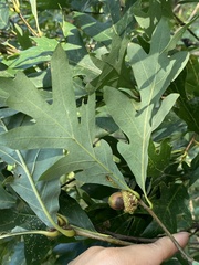 Callirhytis glandulus