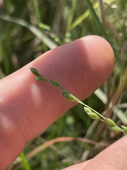 Kellochloa brachyantha