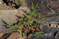Senecio achilleifolius
