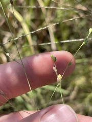 Kellochloa brachyantha