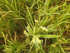 Eleusine coracana