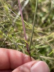 Kellochloa brachyantha