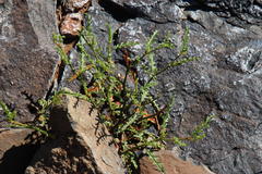 Senecio achilleifolius