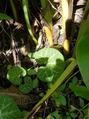 Aristolochia fimbriata