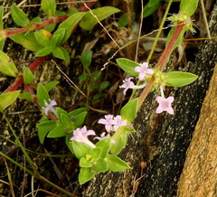 Spermacoce articularis