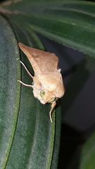 Lepidoptera
