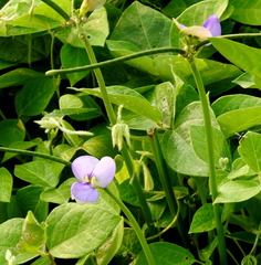Vigna unguiculata cylindrica
