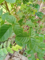 Magnoliopsida