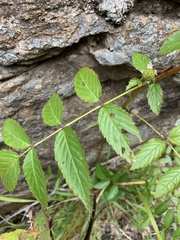 Rubus probus