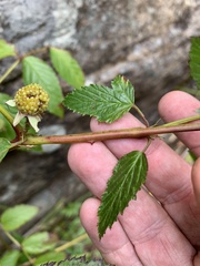 Rubus probus