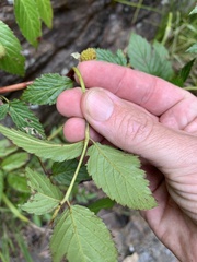 Rubus probus