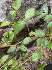 Rubus probus
