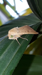 Lepidoptera