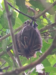 Vampyrodes caraccioli image