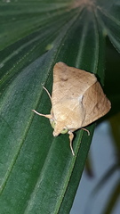Lepidoptera