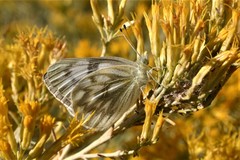 Pontia occidentalis