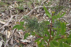 Austroargiolestes isabellae