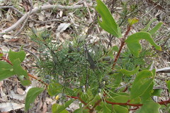 Austroargiolestes isabellae