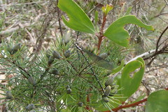 Austroargiolestes isabellae