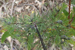 Austroargiolestes isabellae