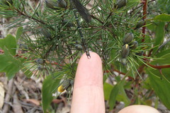 Austroargiolestes isabellae