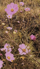 Cosmos bipinnatus