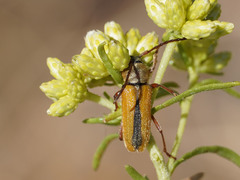 Crossidius suturalis