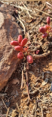 Image of Lannea edulis by (c) Nic Knott-Craig, some rights reserved (CC BY-SA)