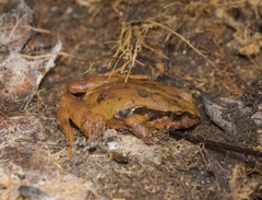 Eupsophus roseus