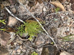 Serruria florida