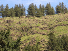 Festuca roemeri roemeri