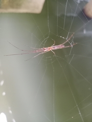 Tetragnatha