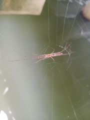 Tetragnatha