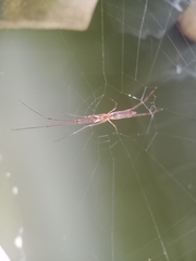 Tetragnatha