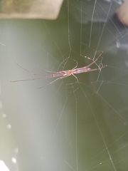 Tetragnatha