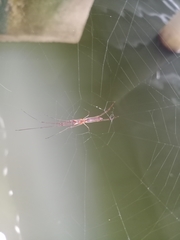 Tetragnatha