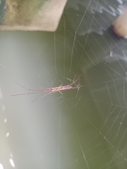 Tetragnatha
