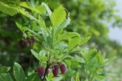 Menziesia multiflora longicalyx