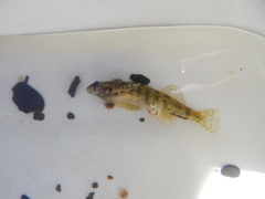 Etheostoma zonale