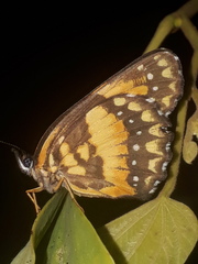 Lepidoptera