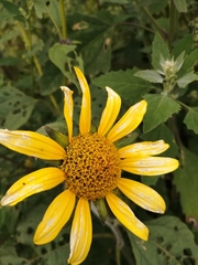 Tithonia tubaeformis