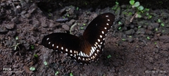 Papilio dravidarum