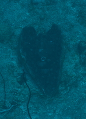 Tridacna mbalavuana