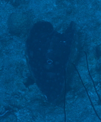 Tridacna mbalavuana