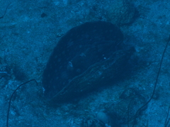 Tridacna mbalavuana