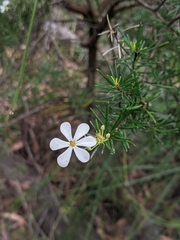 Ricinocarpos pinifolius