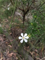 Ricinocarpos pinifolius