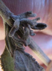 Rhopalomyia salviae