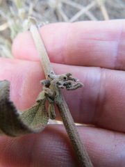 Rhopalomyia salviae